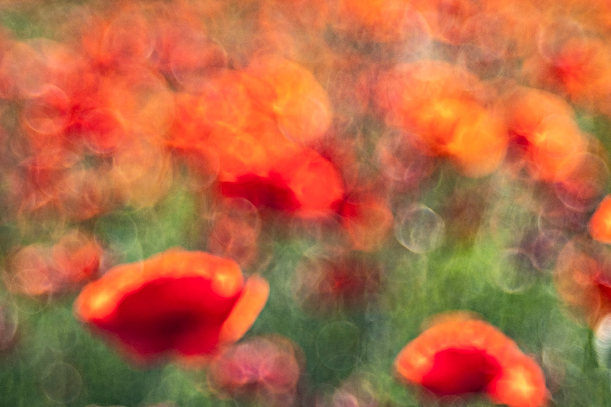 Papaveri - Duccio Nacci