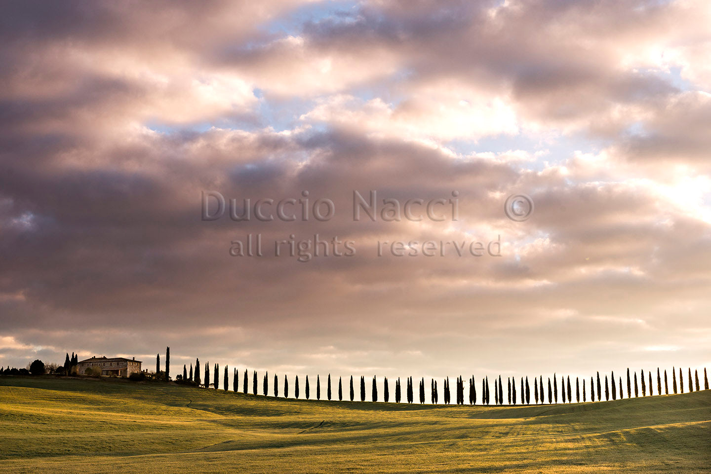 Timeless Crypress - Duccio Nacci