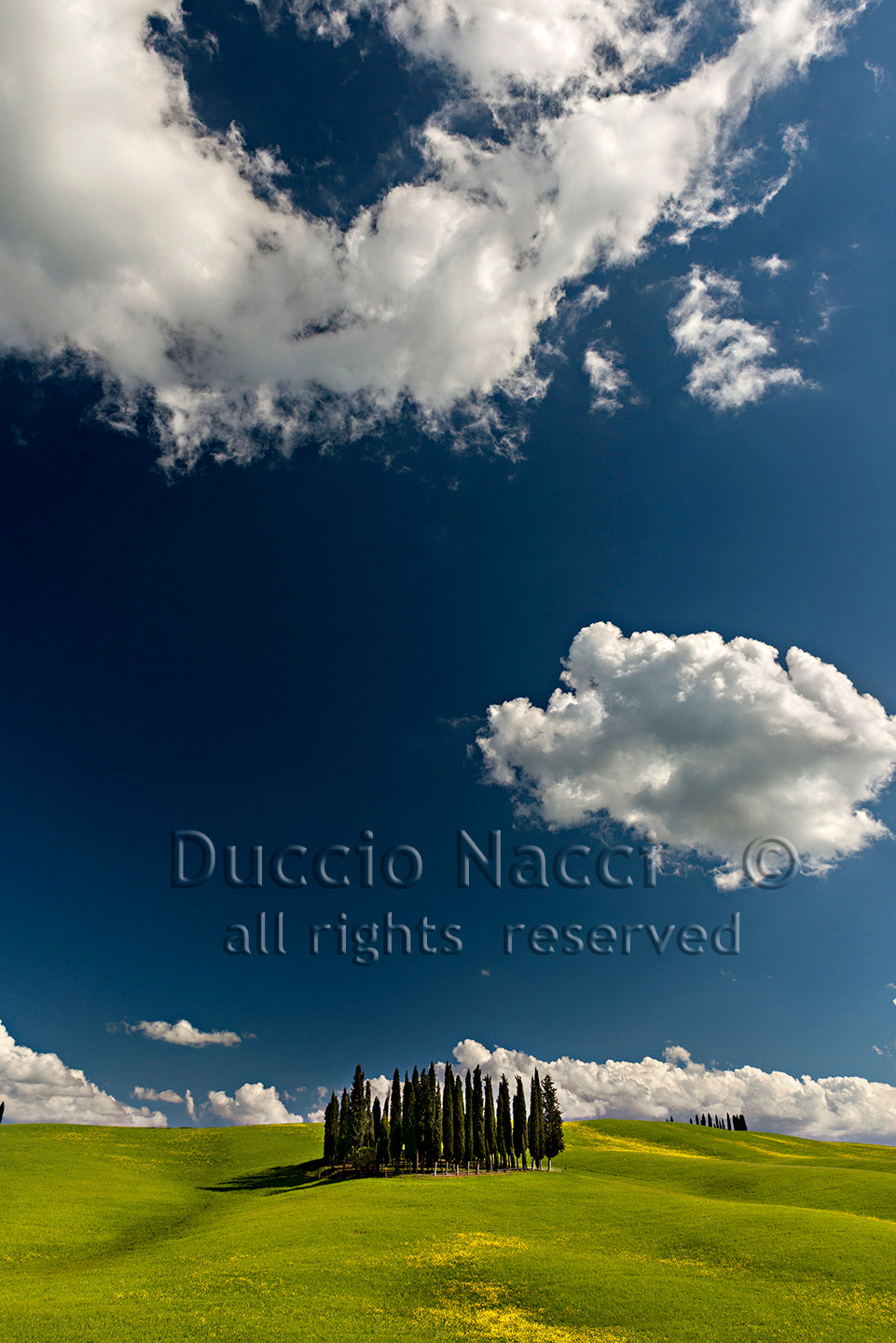 Cypress Island - Vertical - Duccio Nacci