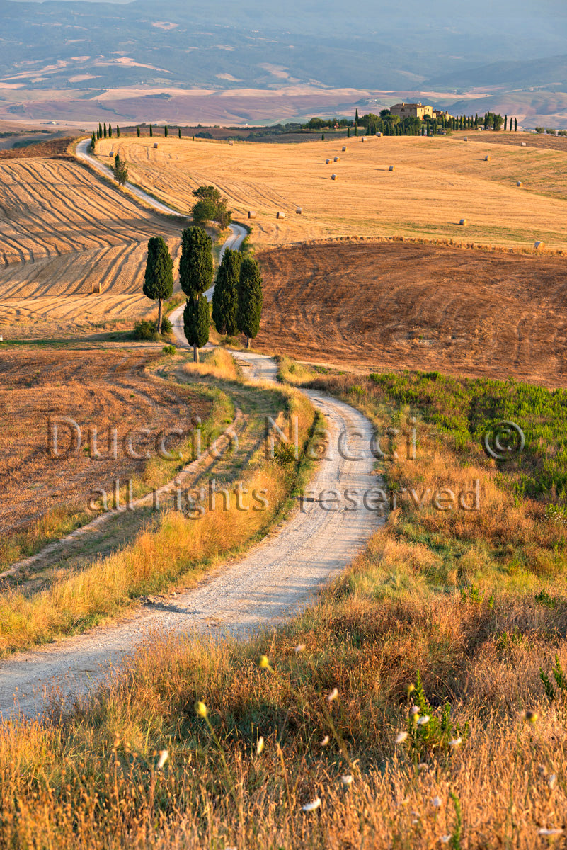 Golden Path - Duccio Nacci