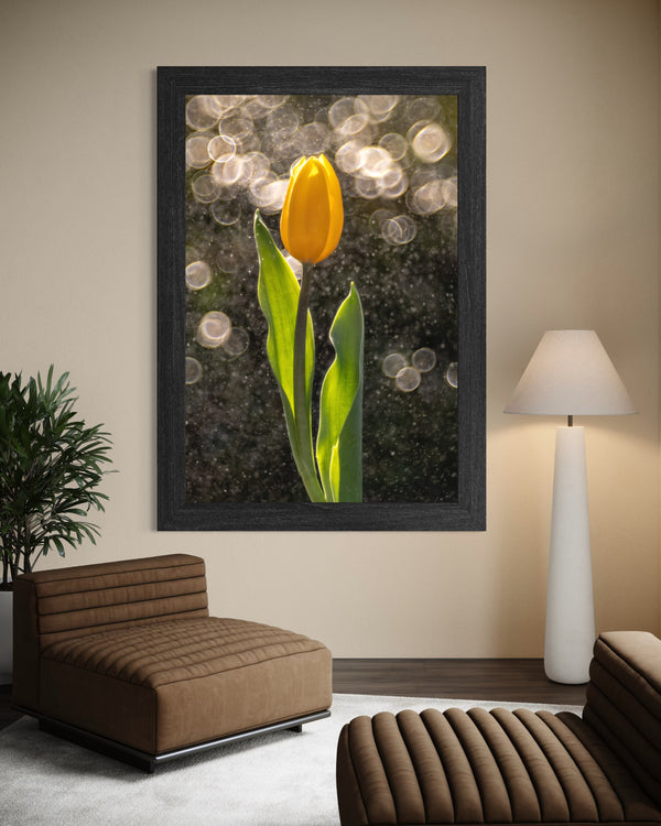 Golden Tulip in the Rain - Duccio Nacci