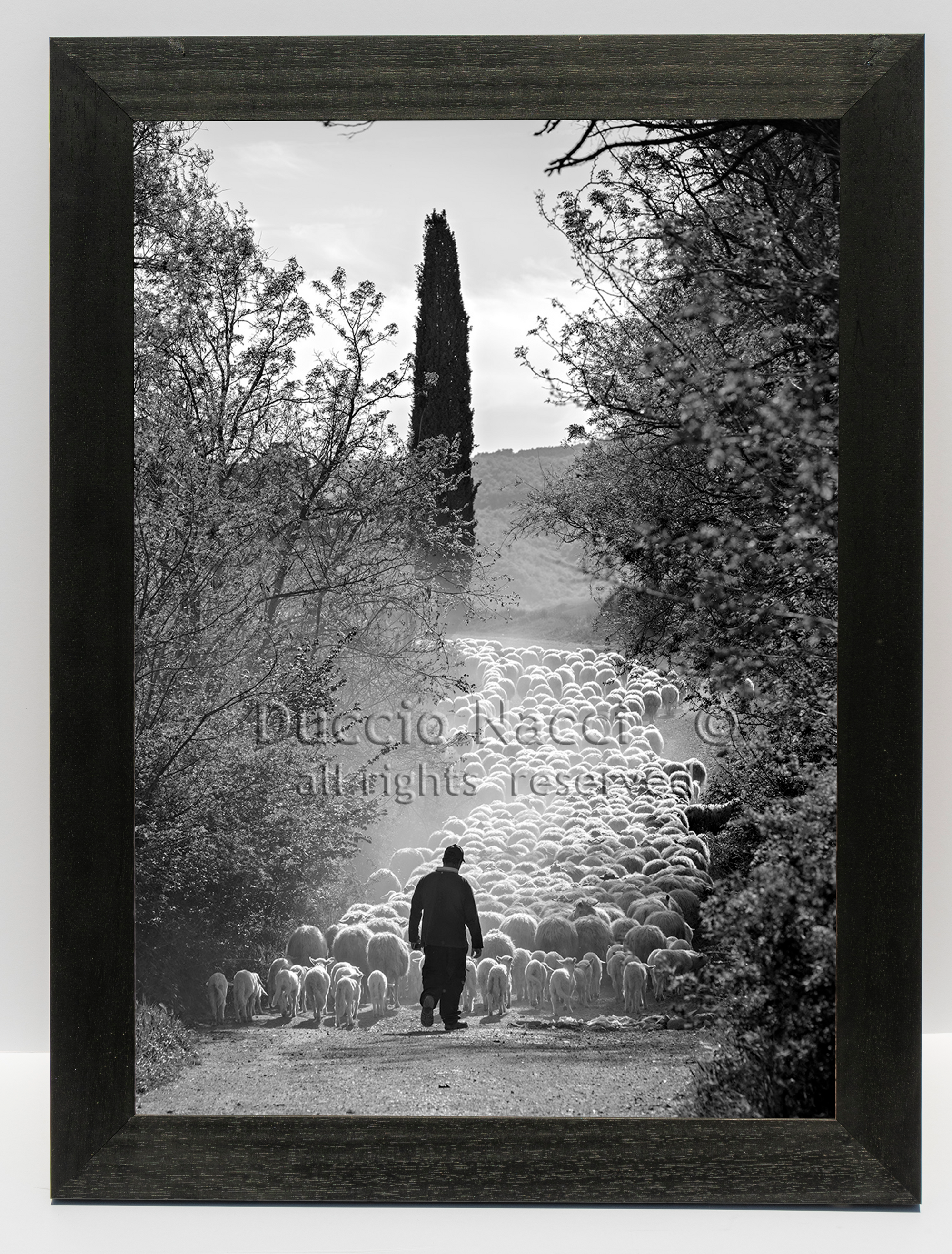 The Flock's Way - Duccio Nacci