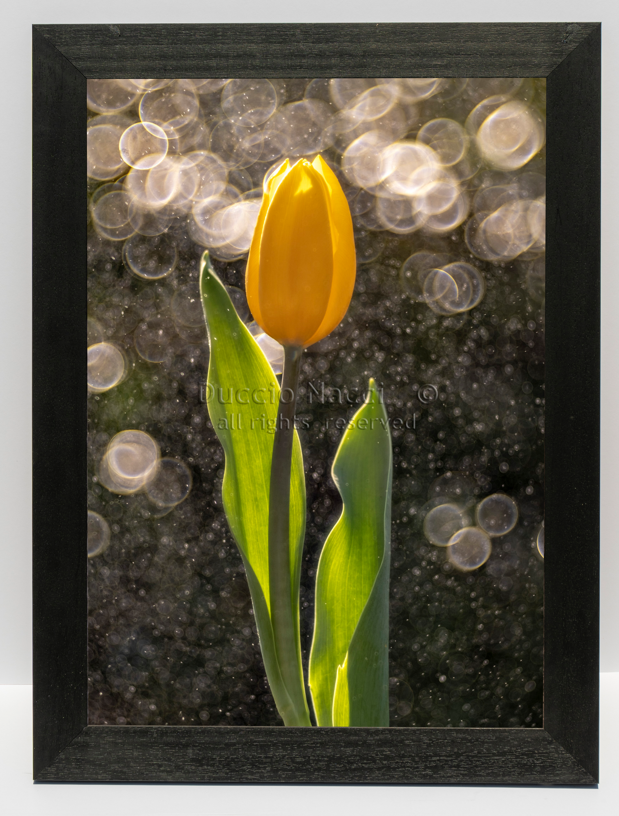 Golden Tulip in the Rain - Duccio Nacci