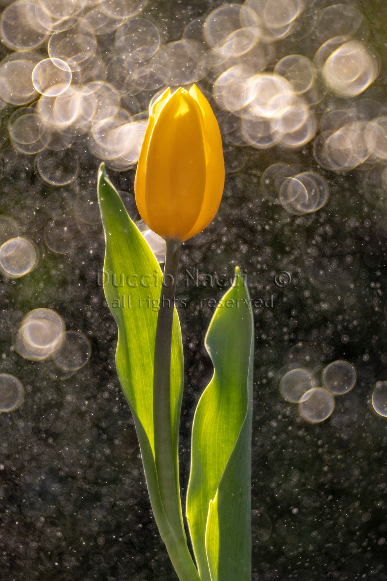 Golden Tulip in the Rain - Duccio Nacci
