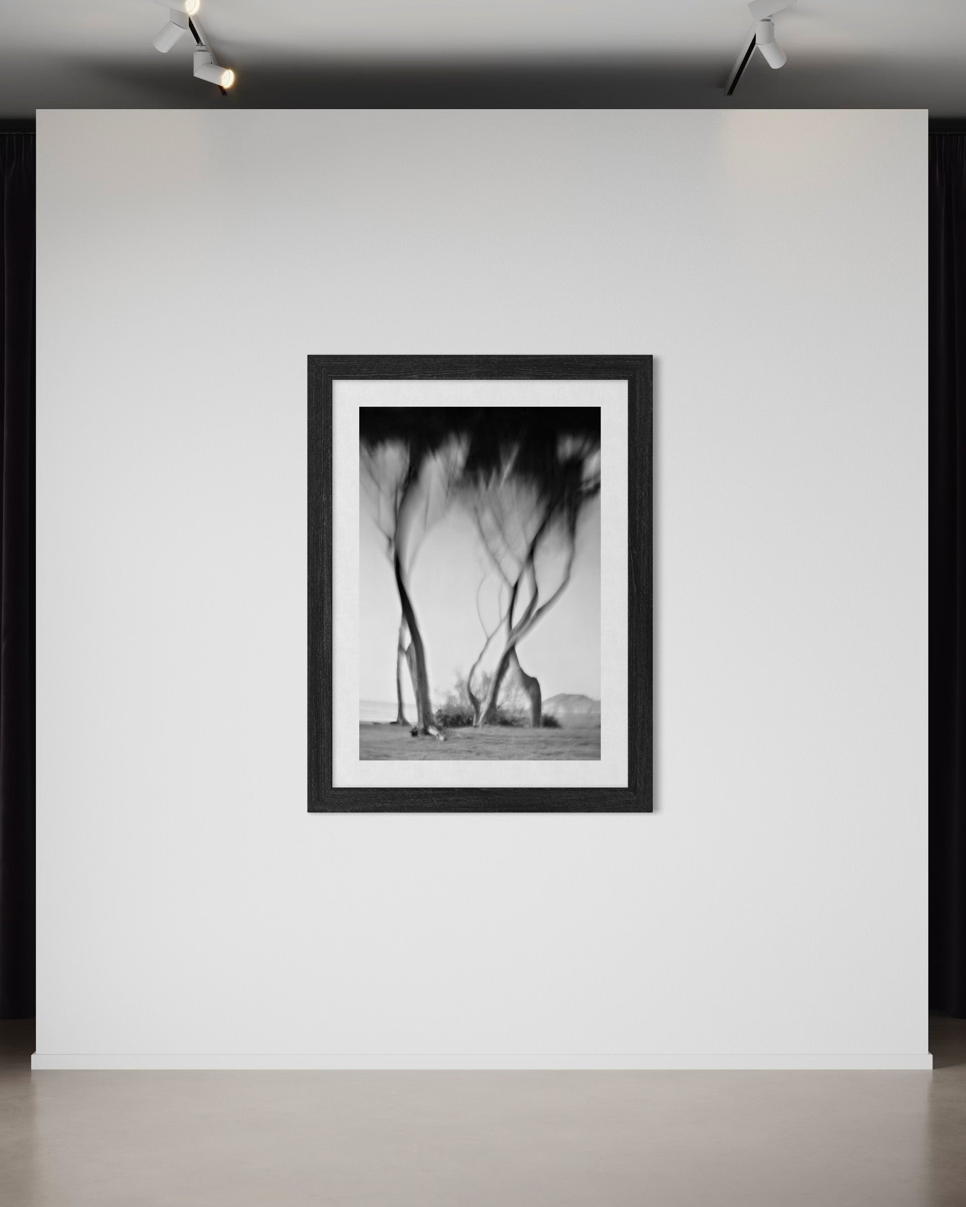 Ancient Wind of Pines - Duccio Nacci